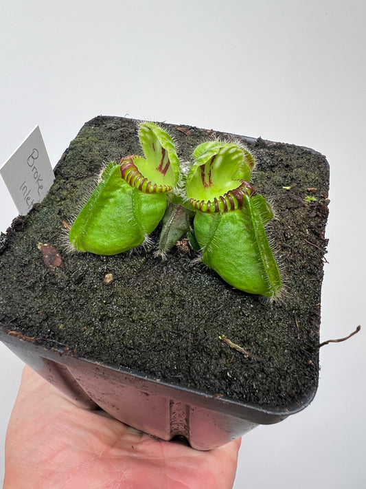 Cephalotus follicularis “Broke Inlet”