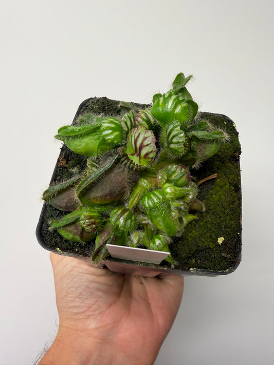 Cephalotus follicularis “Hampshire Red” #5