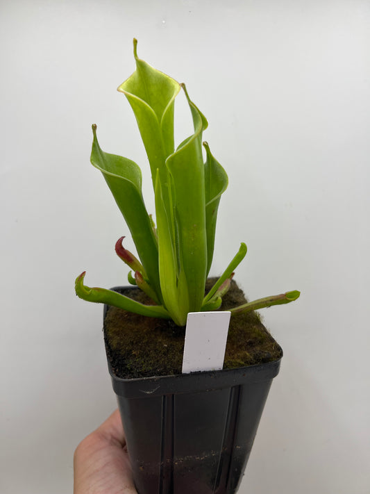 Heliamphora tatei (Cerro Duida)