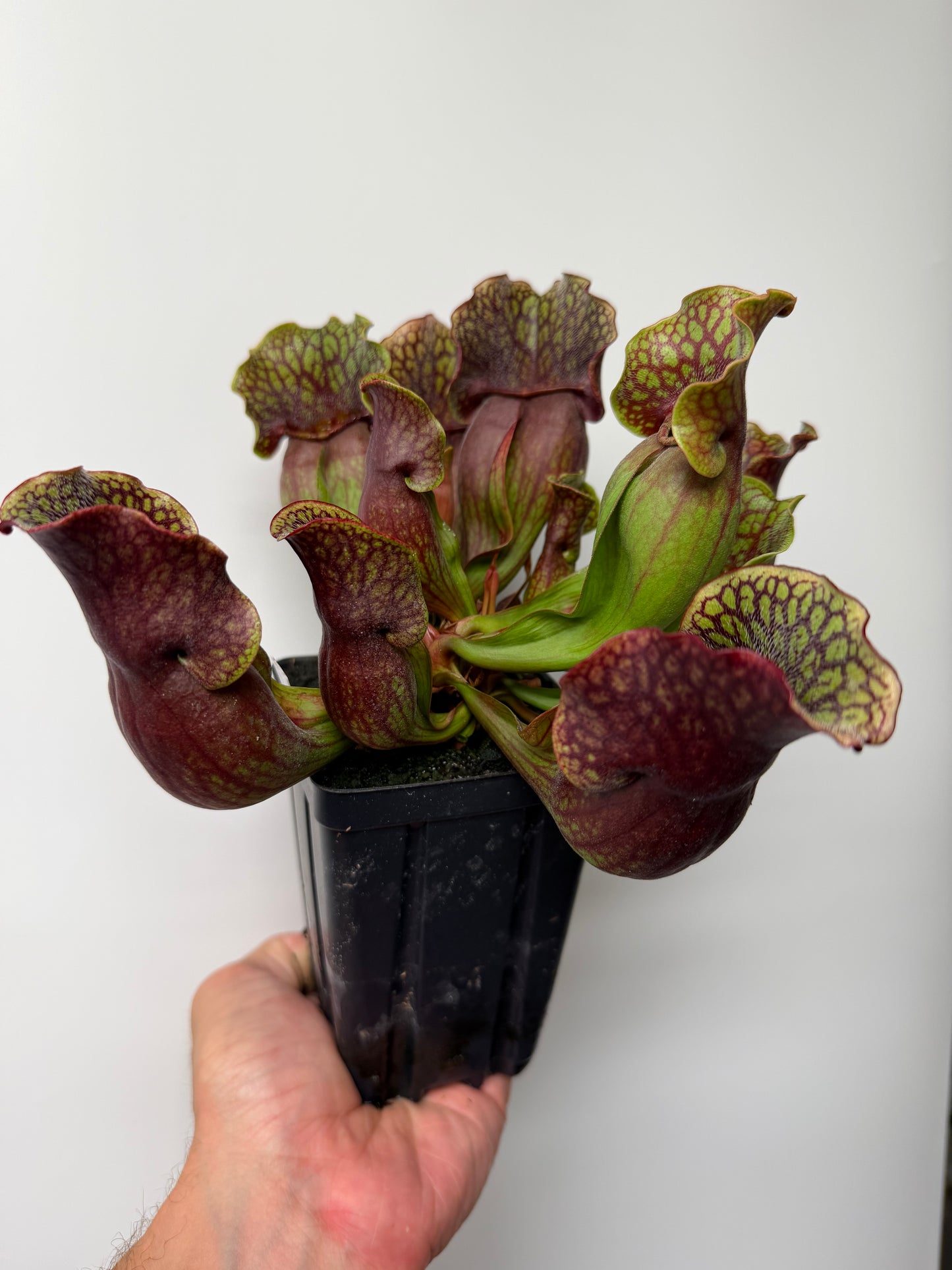 Sarracenia purpurea ssp. purpurea (Centre Co, PA) - XXL Seed Grown #120