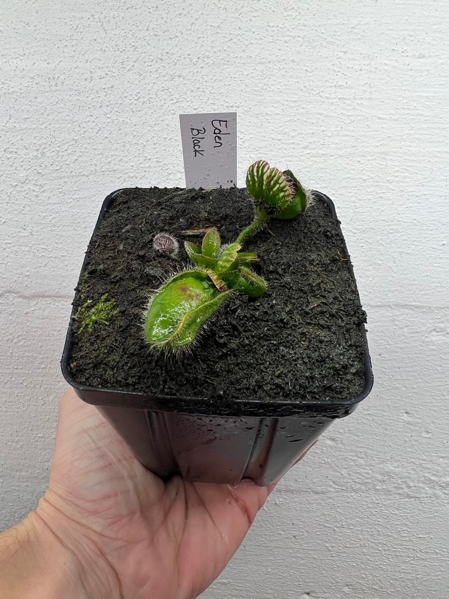 Cephalotus follicularis ‘Eden Black’ - *Rare*