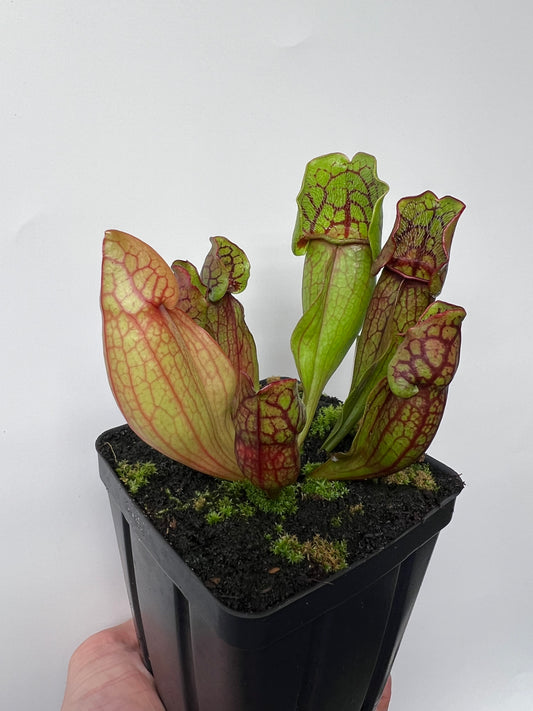 Sarracenia purpurea ssp. purpurea (Pike County, PA) - *Rare* - Seed Grown #9