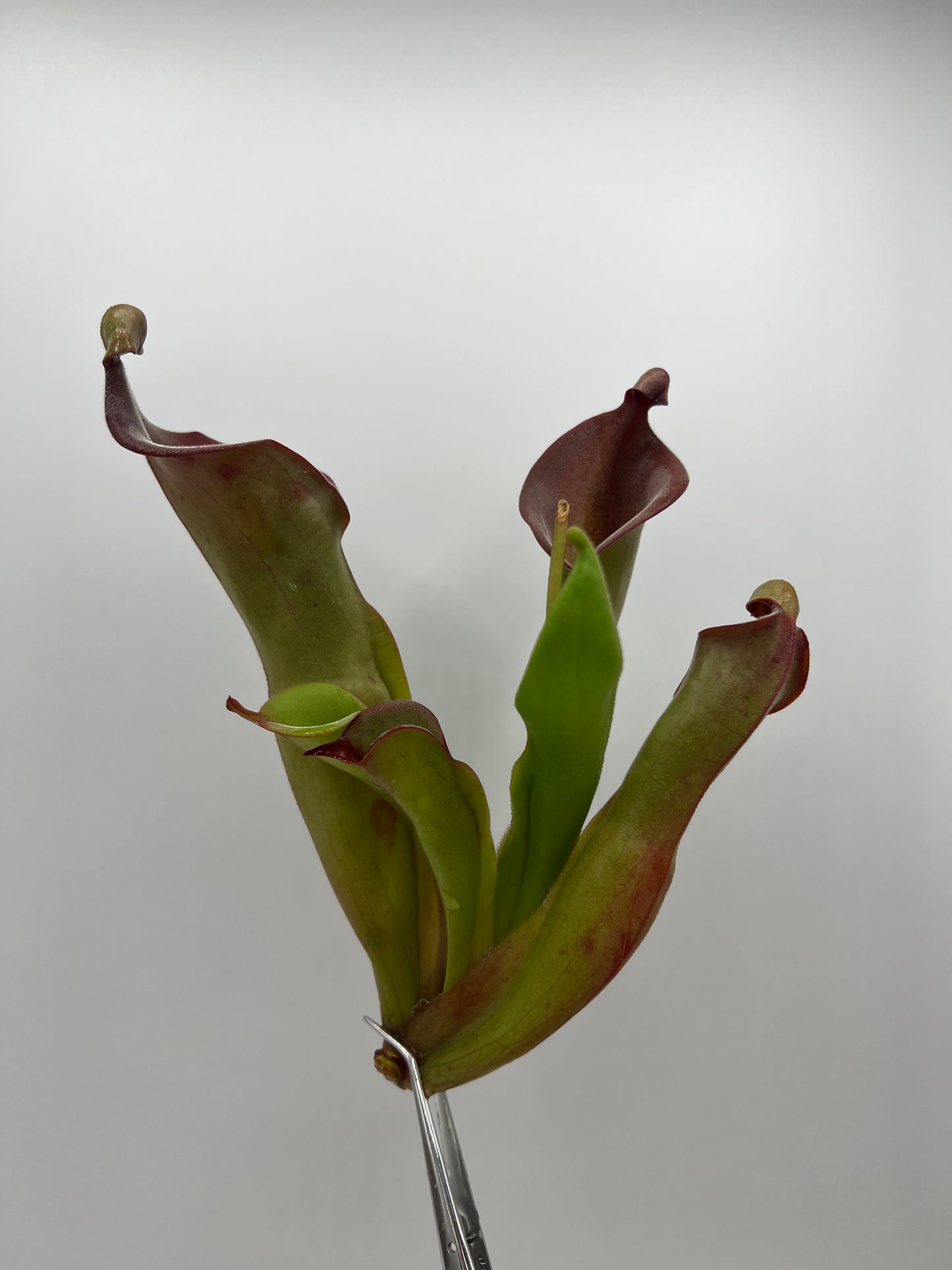 Heliamphora ‘Nutans Giant’ x (tatei x folliculata)