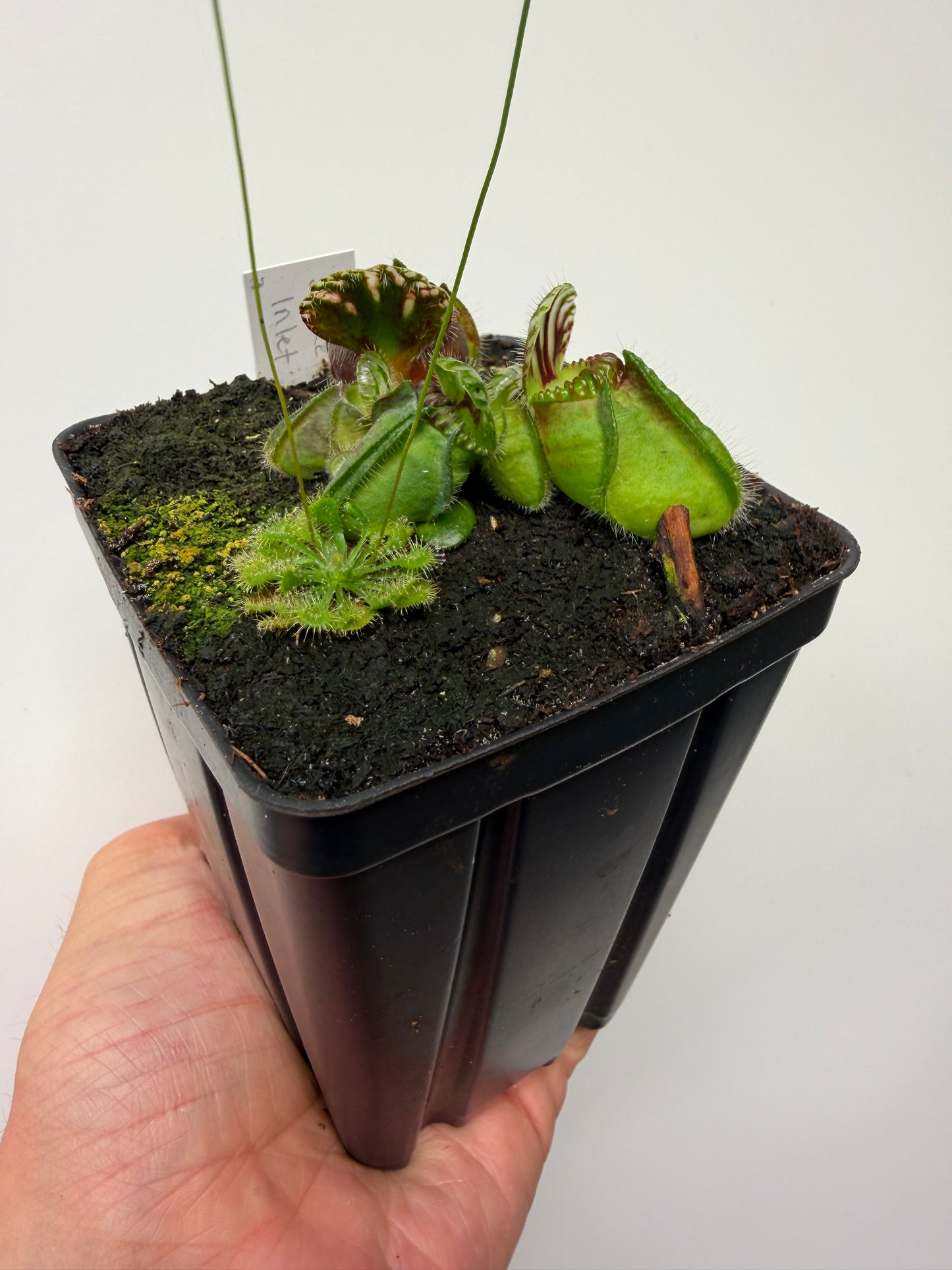 Cephalotus follicularis “Broke Inlet” (3)