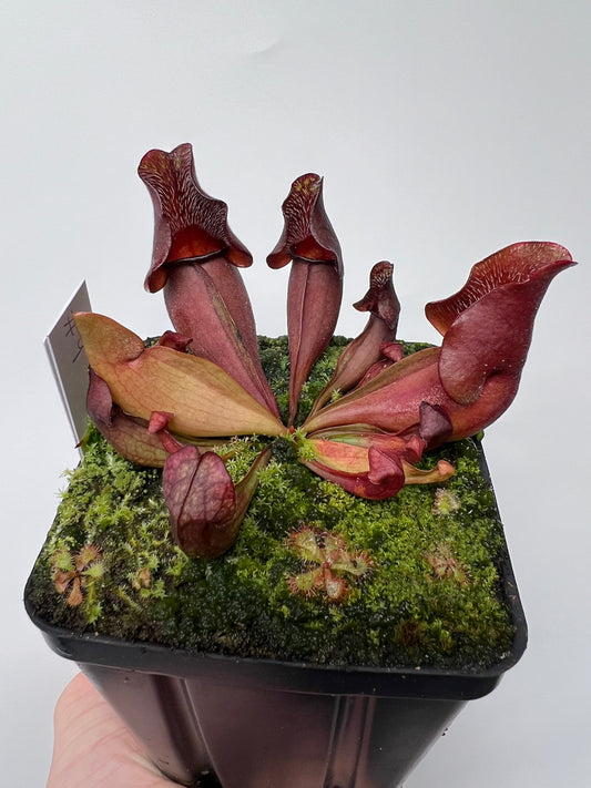 Sarracenia purpurea ssp. venosa (Brunswick Co, NC x Carteret Co, NC)  - Seed Grown #9