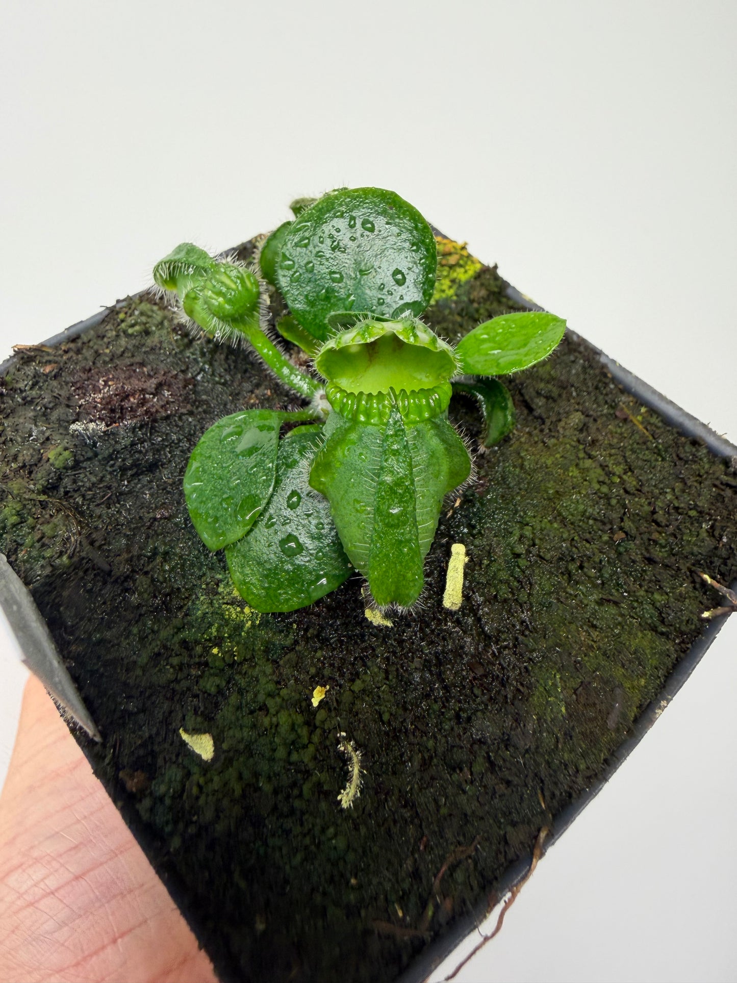 Cephalotus follicularis “UC Davis”