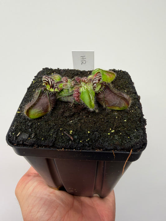Cephalotus follicularis “Hampshire Red”