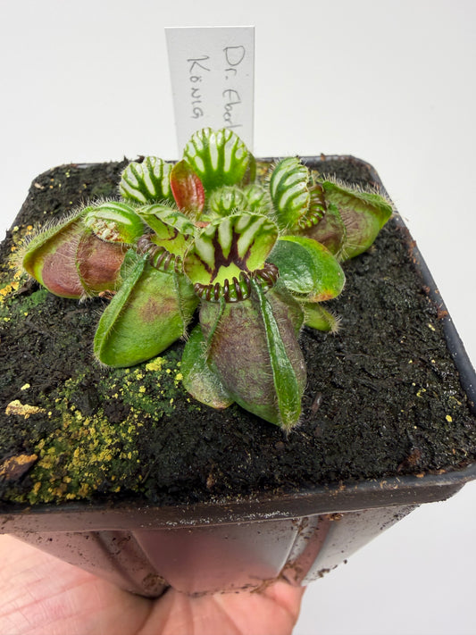 Cephalotus follicularis “Dr. Eberhard König”