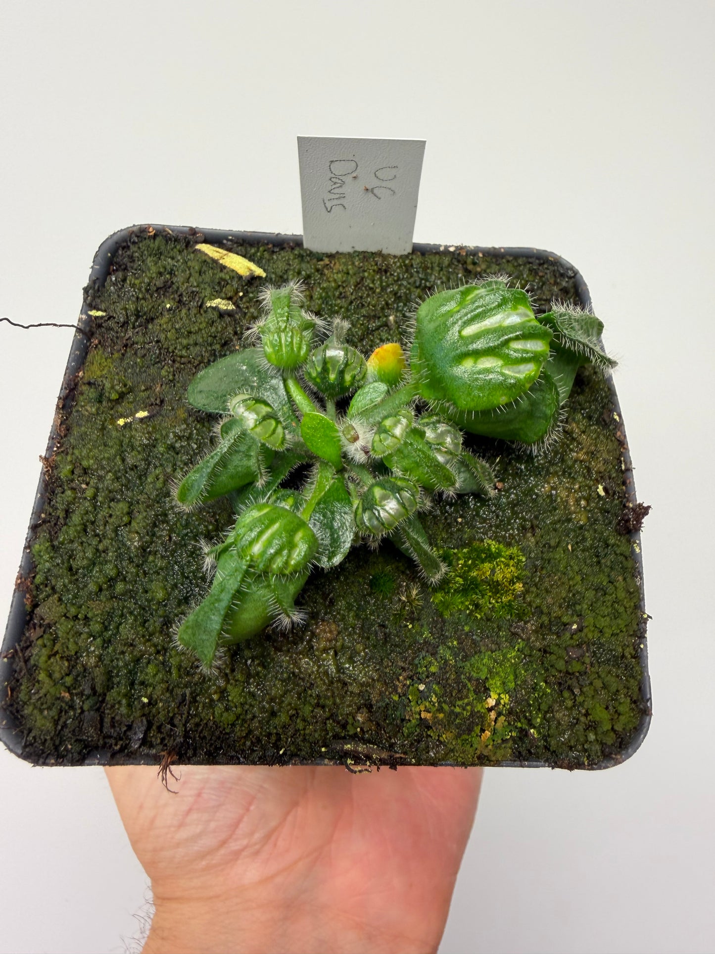 Cephalotus follicularis “UC Davis”