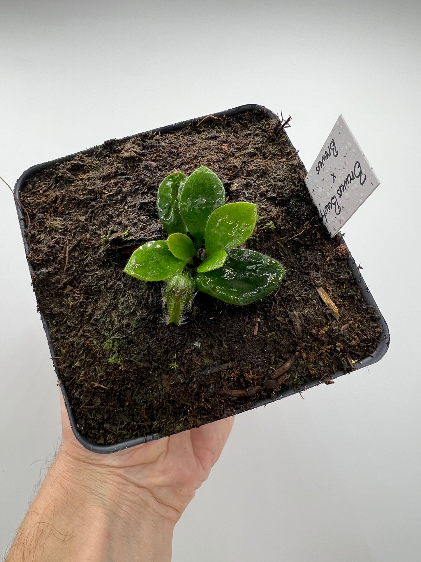 Cephalotus follicularis “Brewers Beauty” x “Brewers”