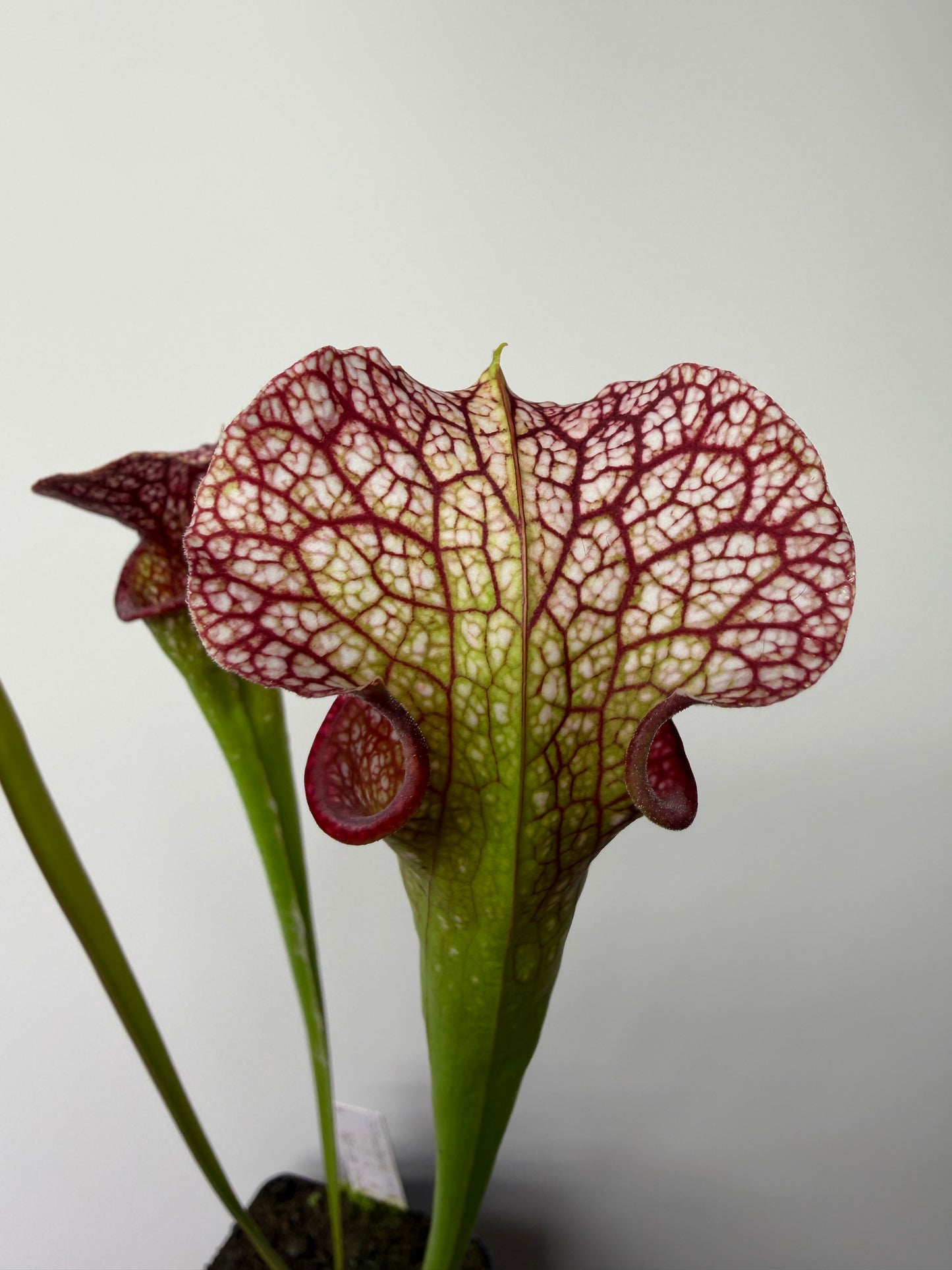 Sarracenia Strawberry Milkshake x Adrian Slack