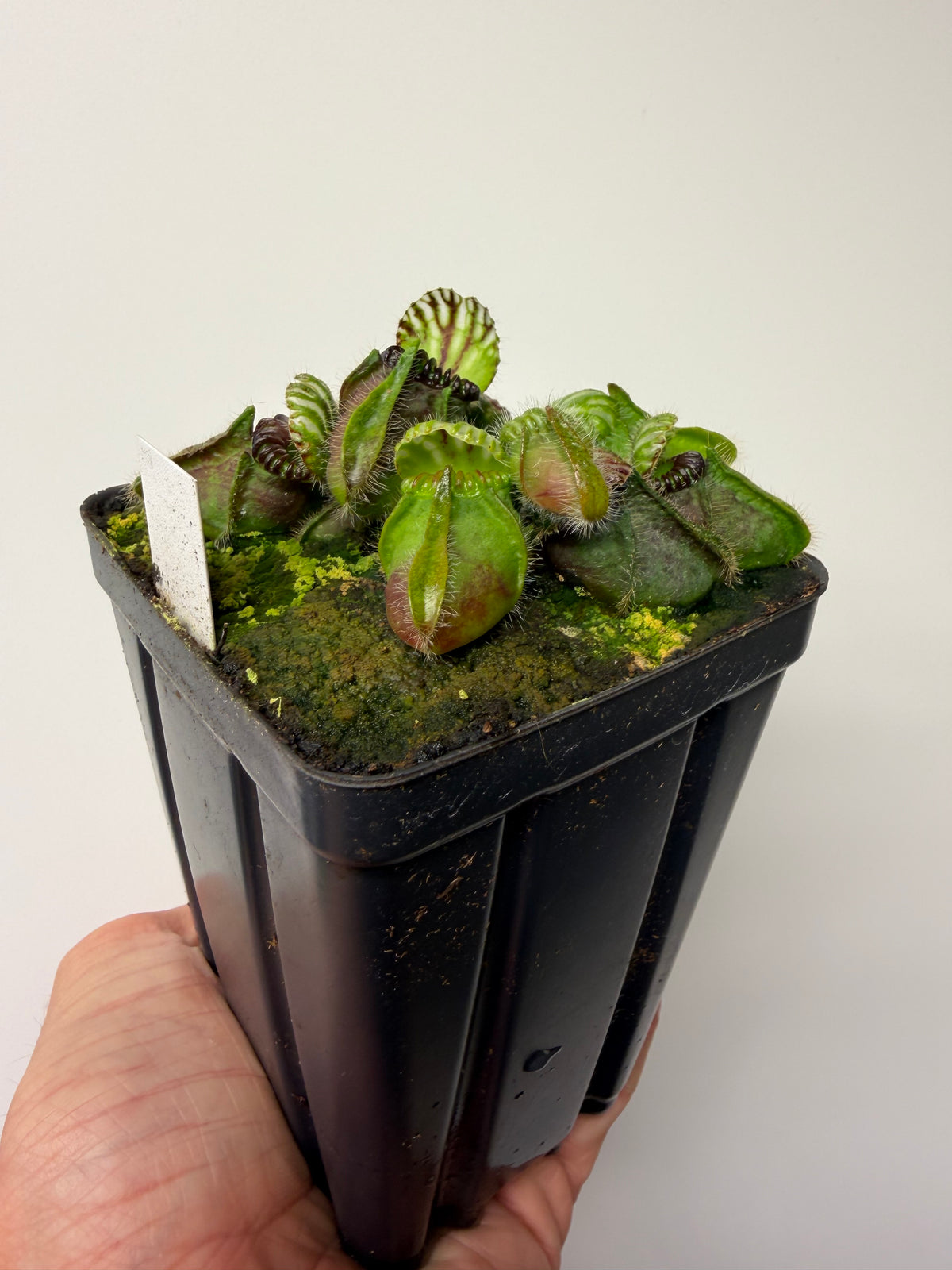 Cephalotus follicularis “Broke Inlet” #5