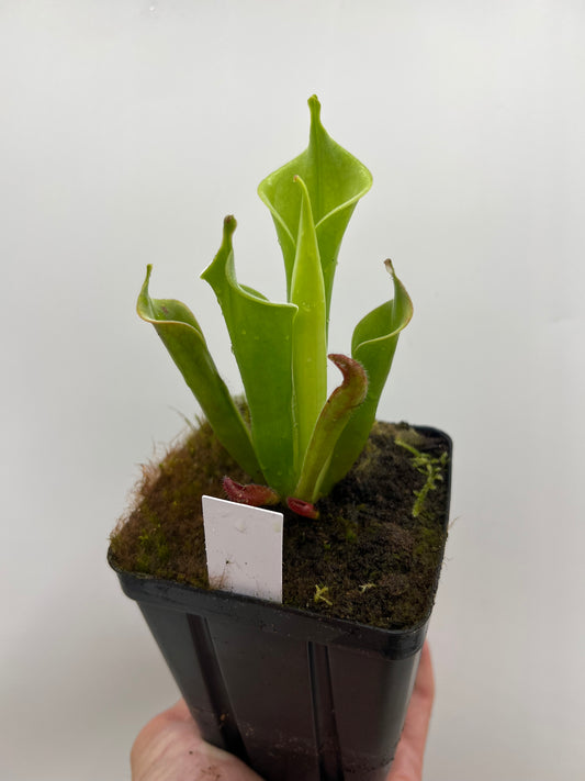 Heliamphora tatei (Cerro Duida)