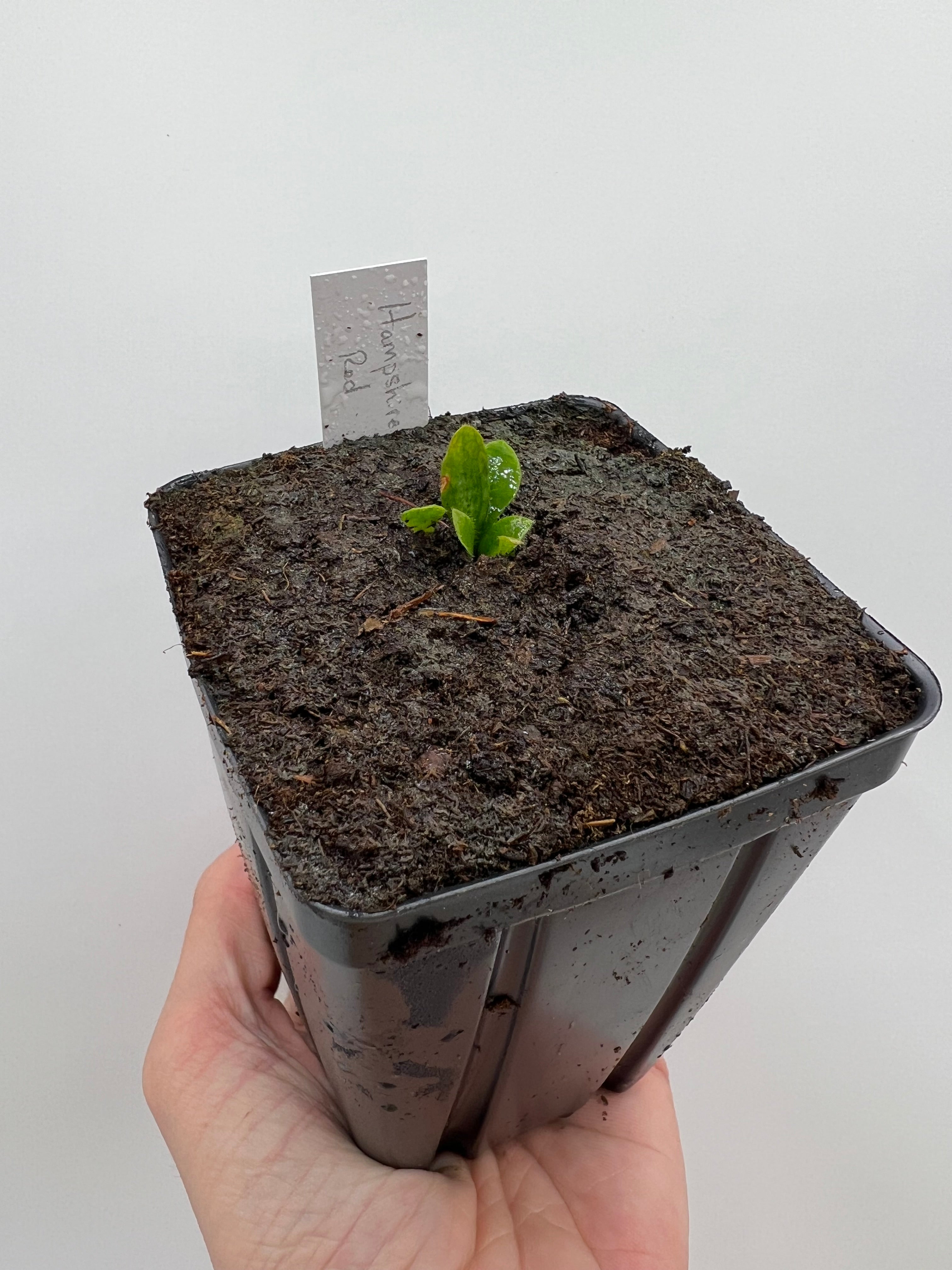 Cephalotus follicularis “Hampshire Red” - Thumbnail 2