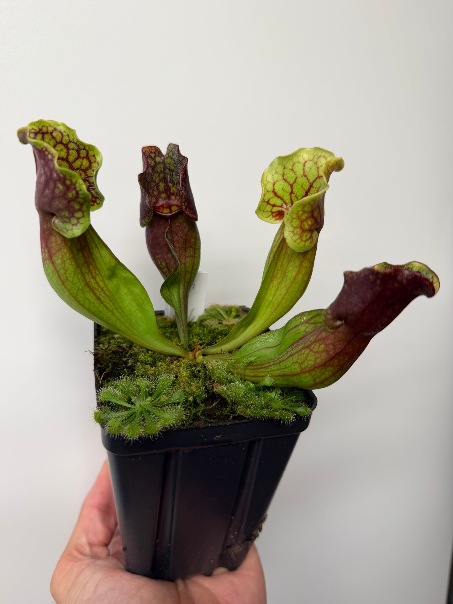 Sarracenia purpurea ssp. purpurea (Pike County, PA) - Seed Grown #15