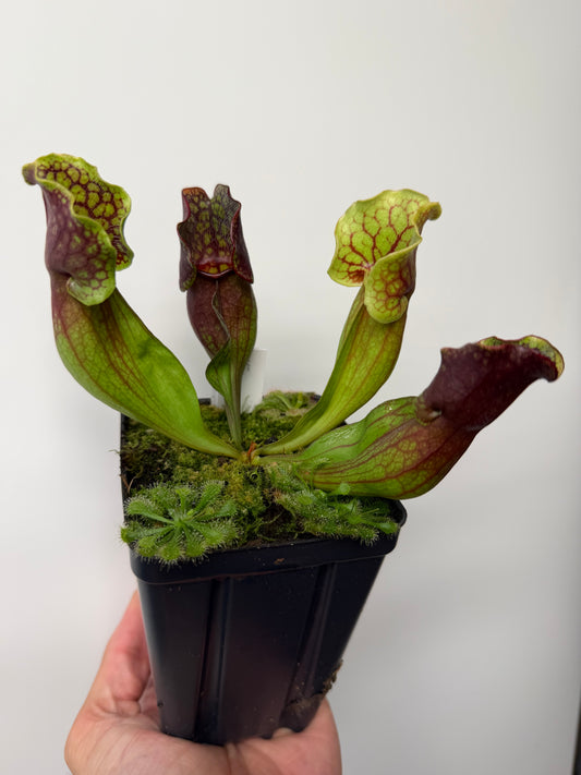 Sarracenia purpurea ssp. purpurea (Pike County, PA) - Seed Grown #15