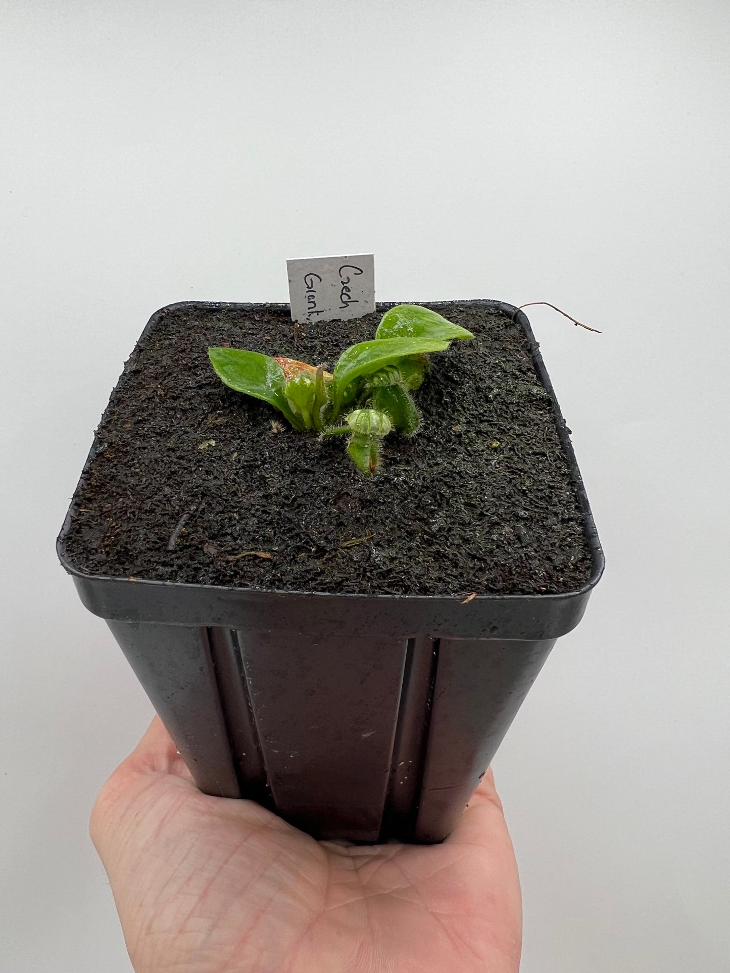 Cephalotus follicularis “Czech Giant”