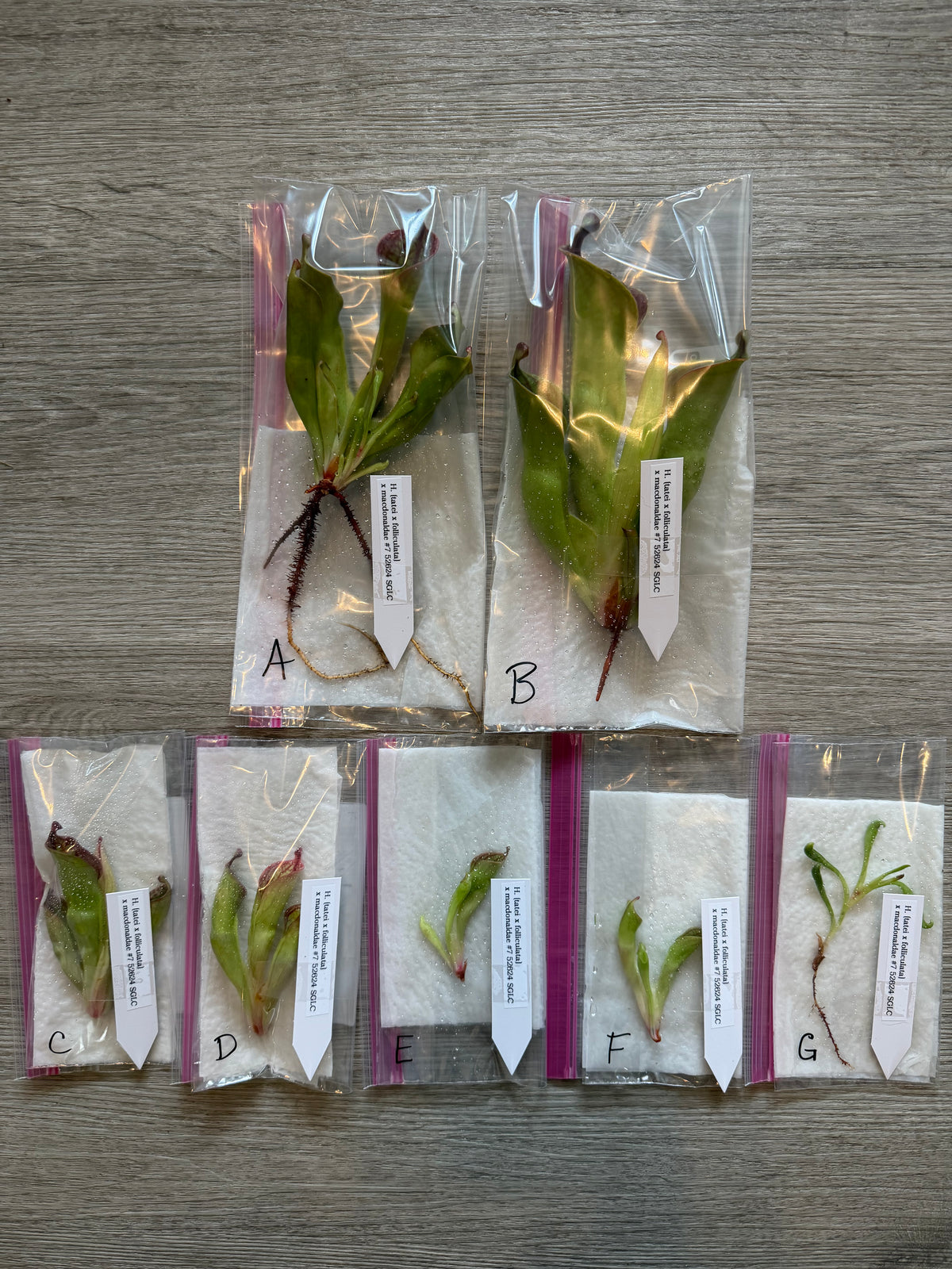 Heliamphora (tatei x folliculata) x macdonaldae #7 52624 SGLC - Fresh Divisions