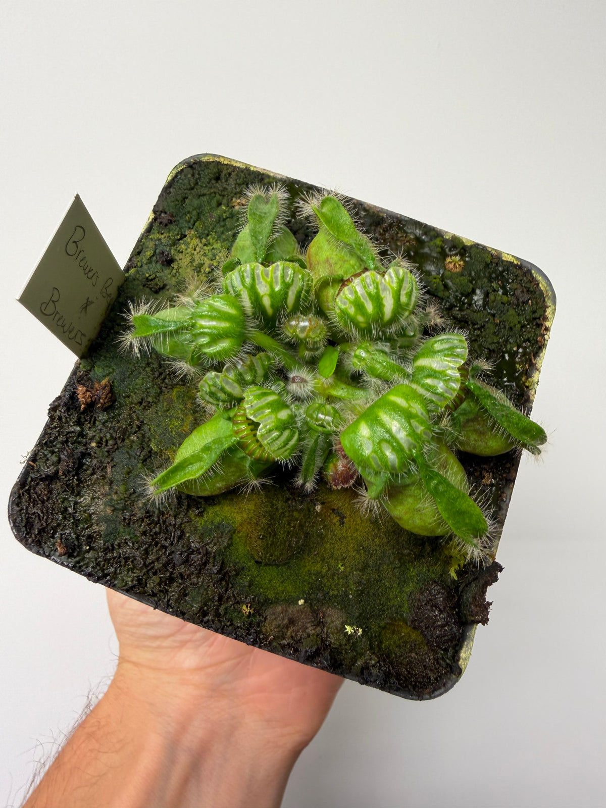 Cephalotus follicularis “Brewers Beauty” x “Brewers” #3