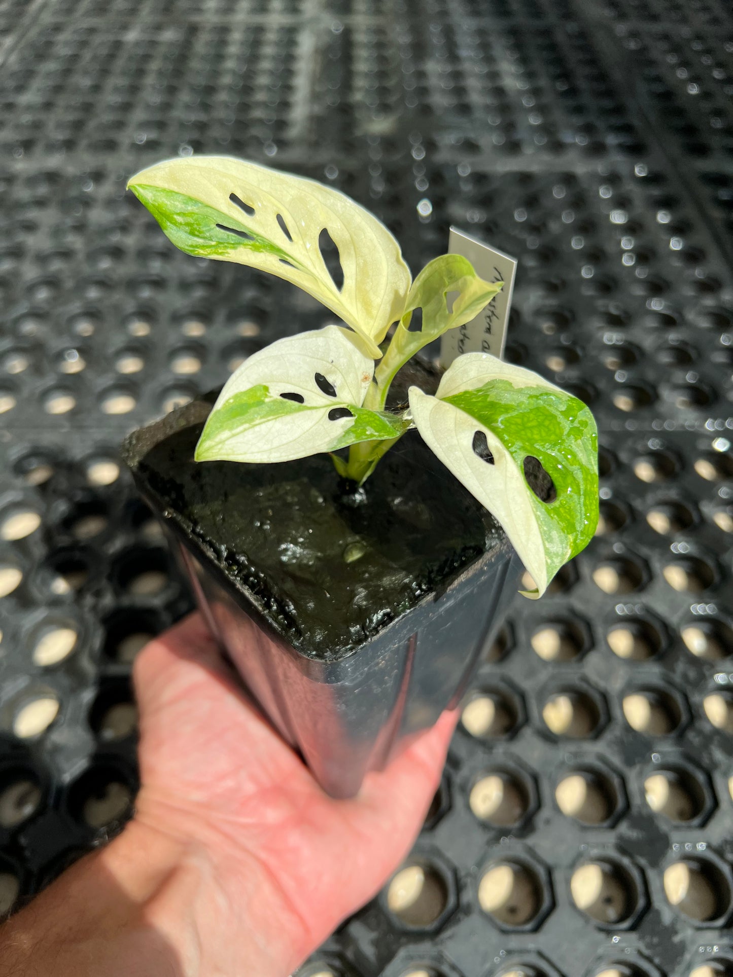 Monstera adansonii “Tricolor” LC