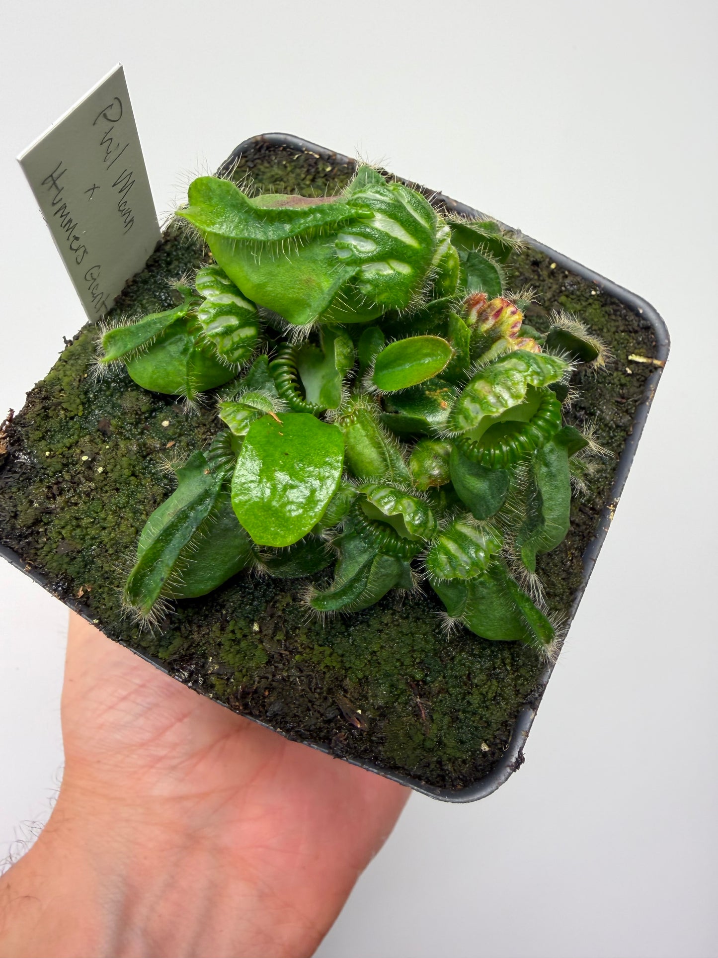 Cephalotus follicularis “Phil Mann” x “Hummers Giant”