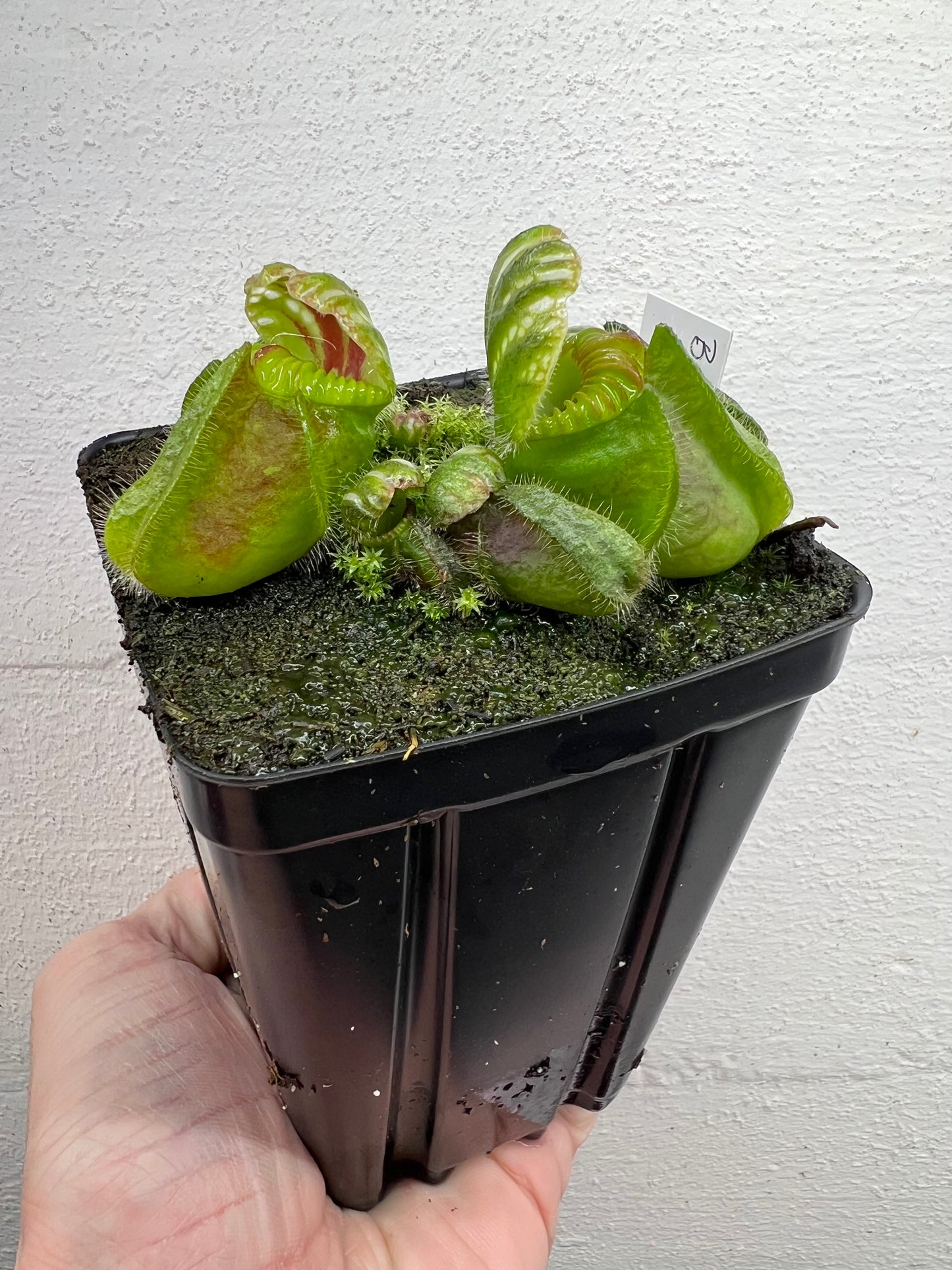 Cephalotus follicularis “Brewers Giant”