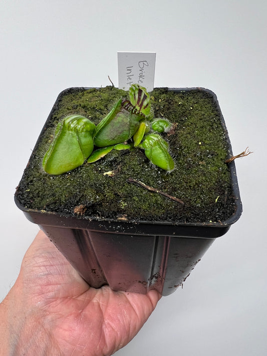 Cephalotus follicularis “Broke Inlet”