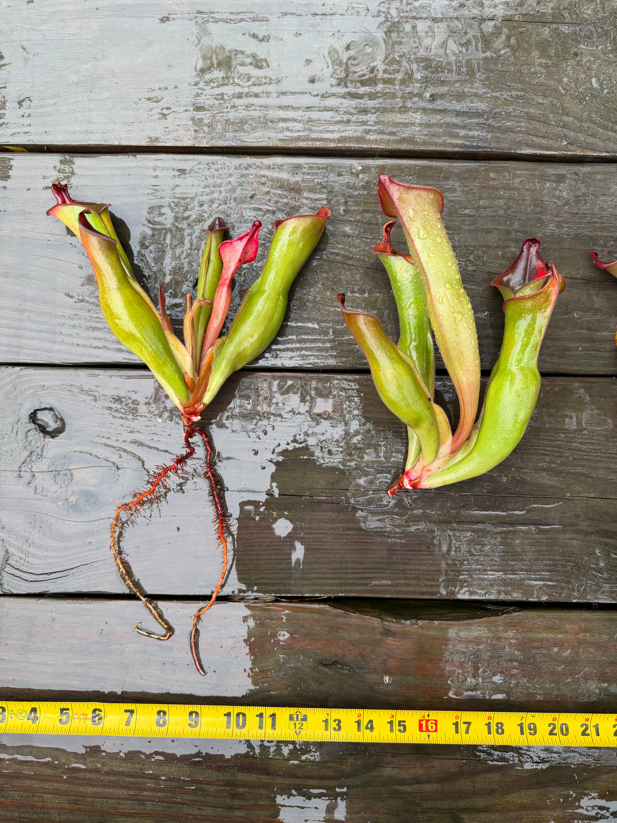 Heliamphora spec. “Akopan” x (heterodoxa x ionasi) SGLC - Fresh Divisions