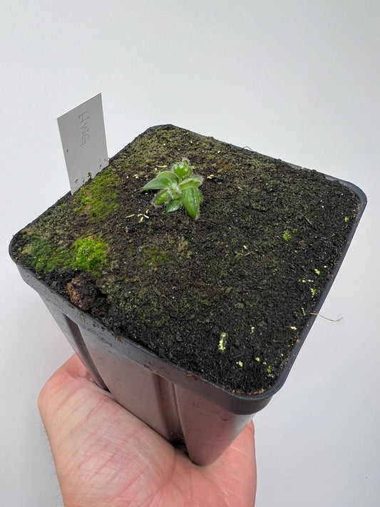 Cephalotus follicularis “Harald Weiner Giant” (aka True Giant) - *Rare*