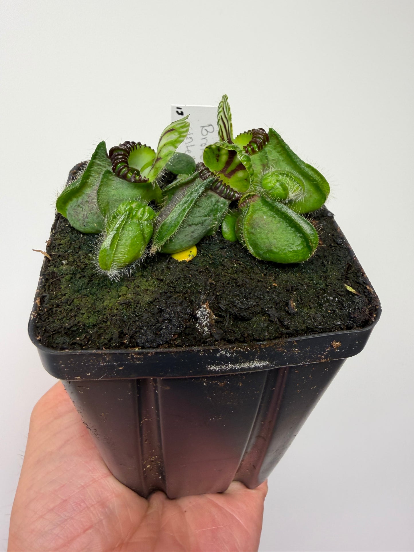 Cephalotus follicularis “Broke Inlet” (13)