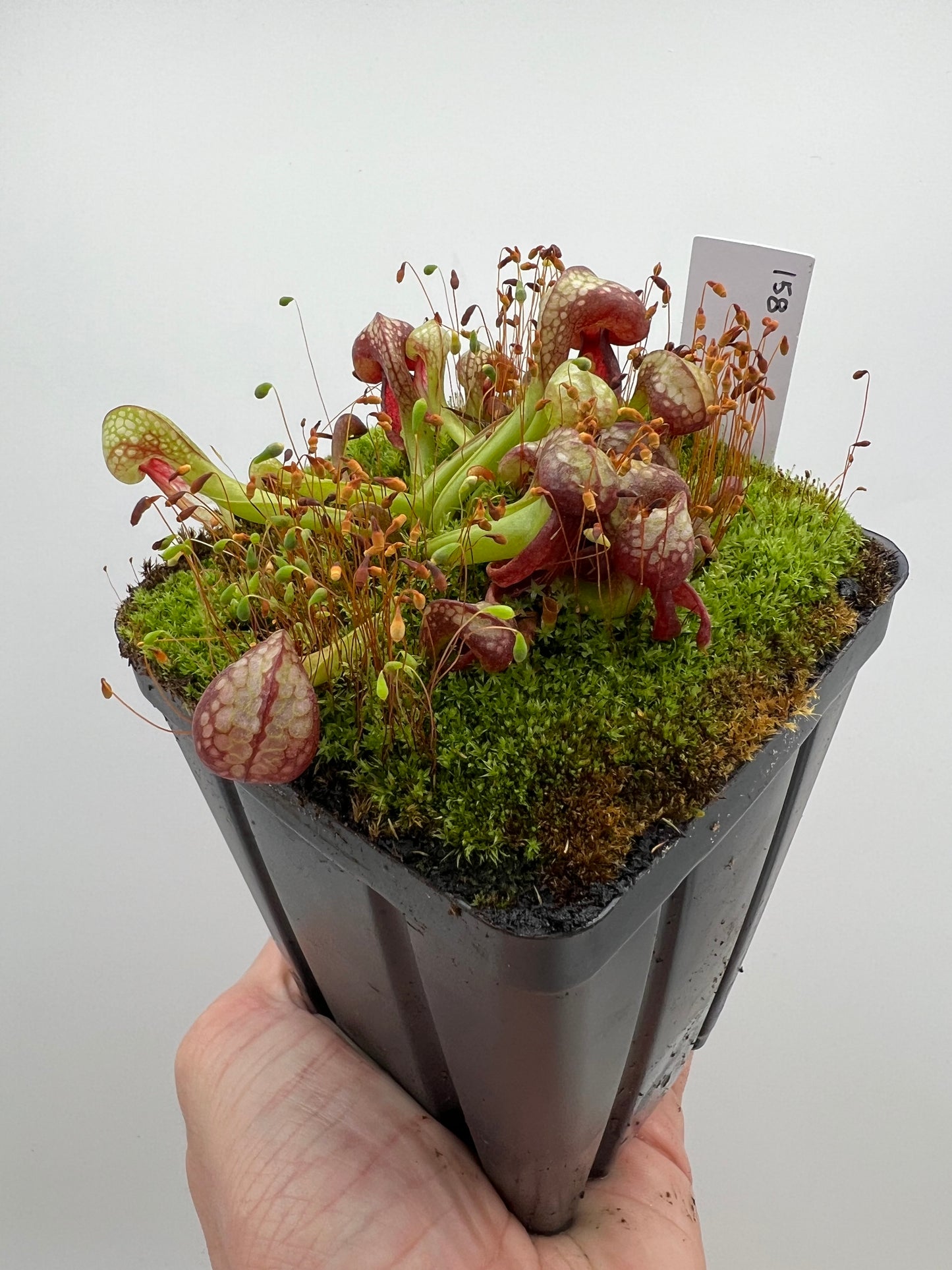 Darlingtonia californica (Cobra Pitcher Plant) - Seed Grown #158