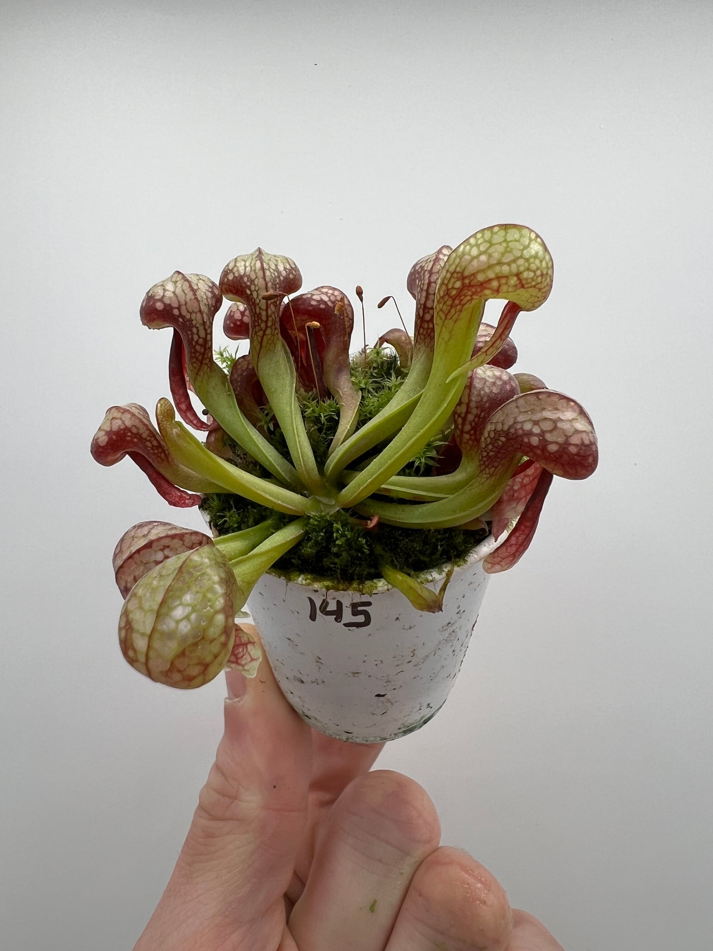Darlingtonia californica (Cobra Pitcher Plant) - Seed Grown #145
