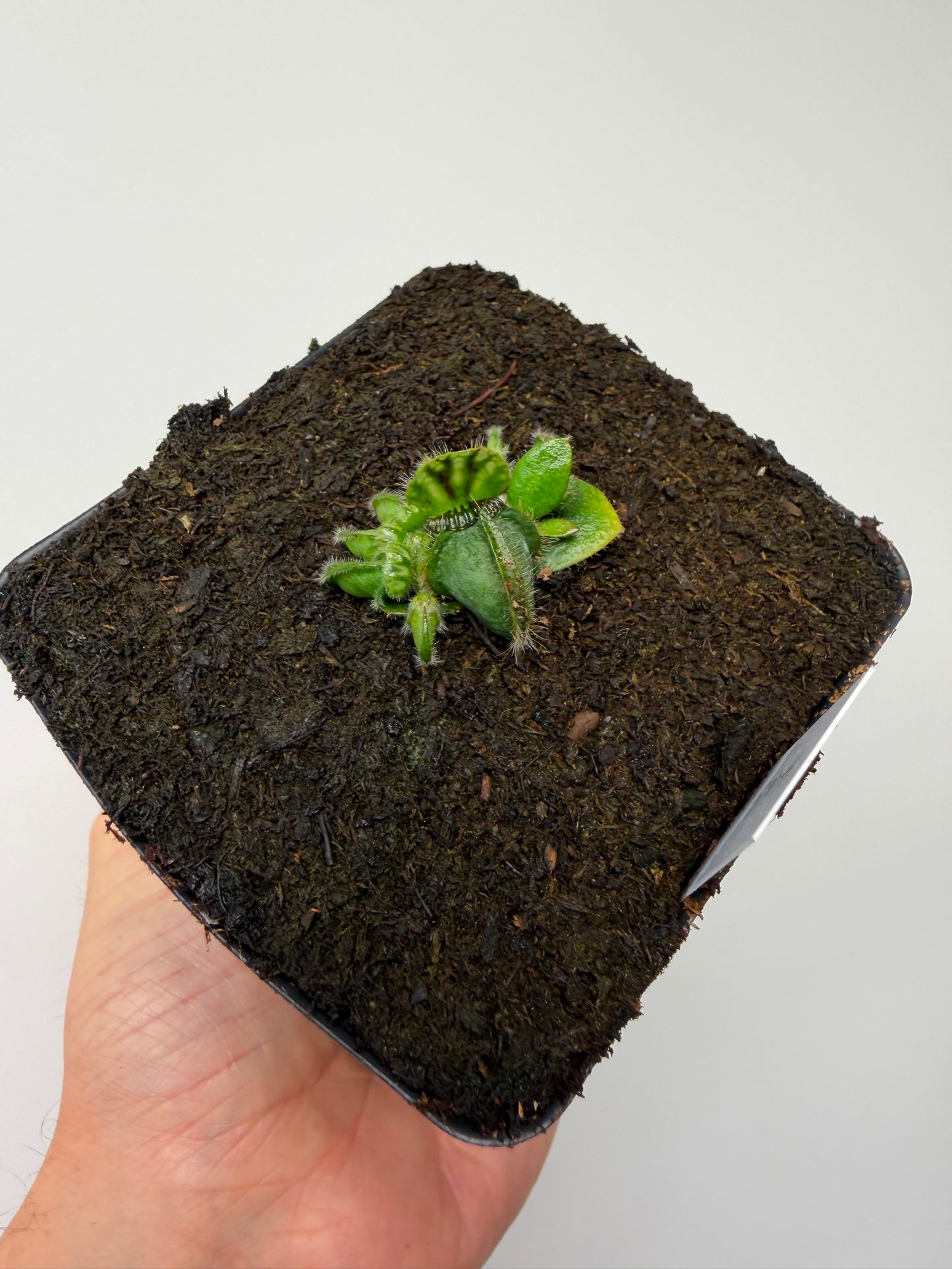 Cephalotus follicularis “Harald Weiner Giant” (aka True Giant) - *Rare*