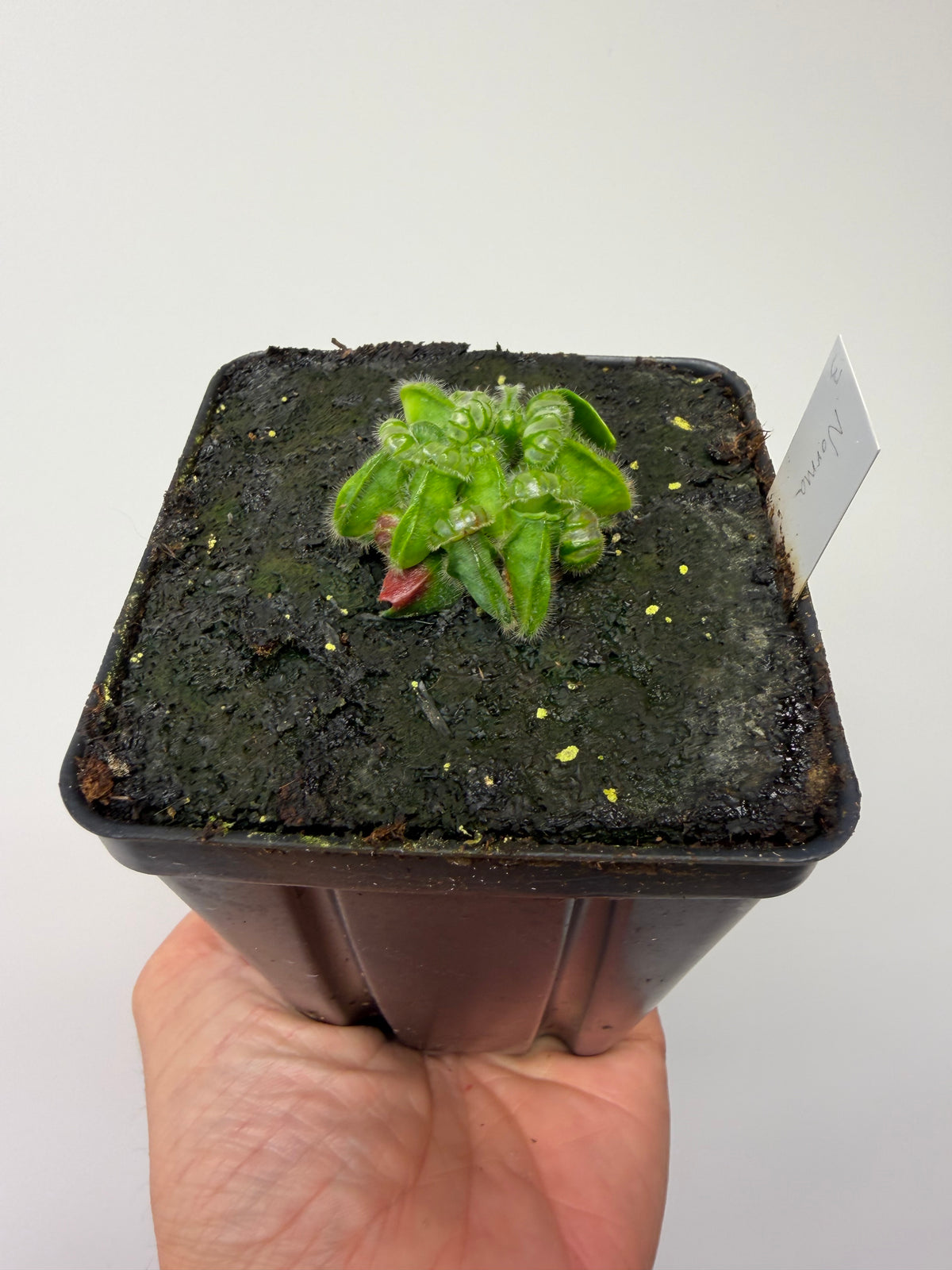 Cephalotus follicularis “Norma” #3