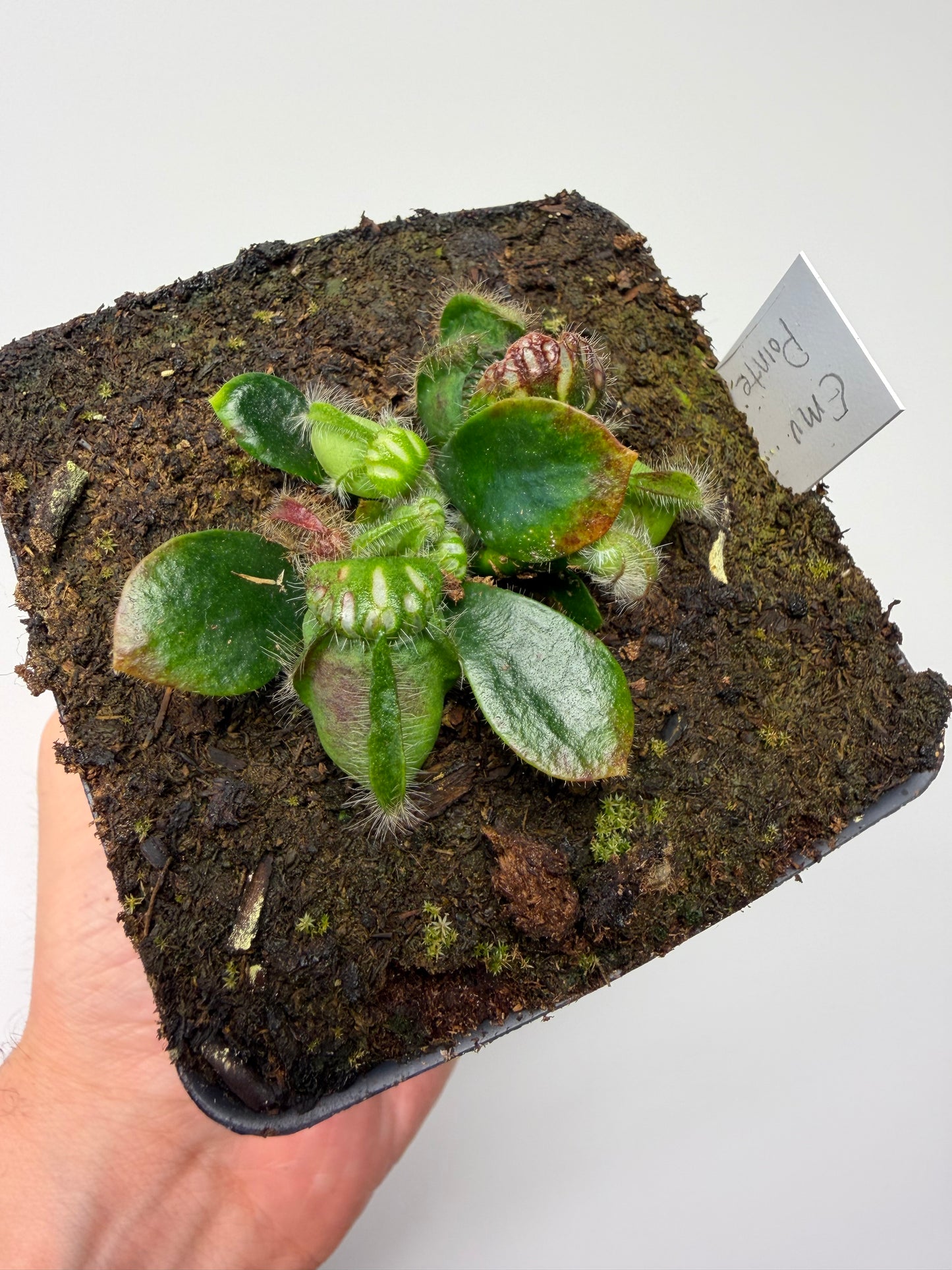 Cephalotus follicularis “Emu Pointe”