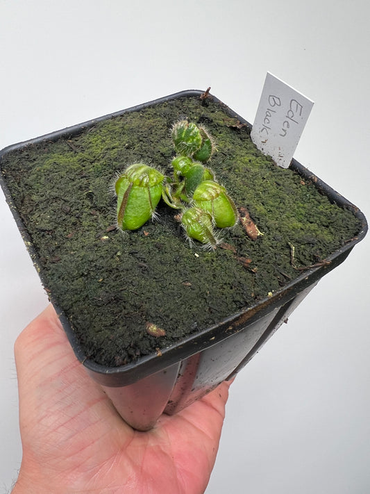 Cephalotus follicularis ‘Eden Black’ - *Rare* (small)