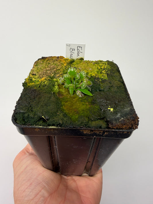 Cephalotus follicularis ‘Eden Black’ #7 - *Rare*