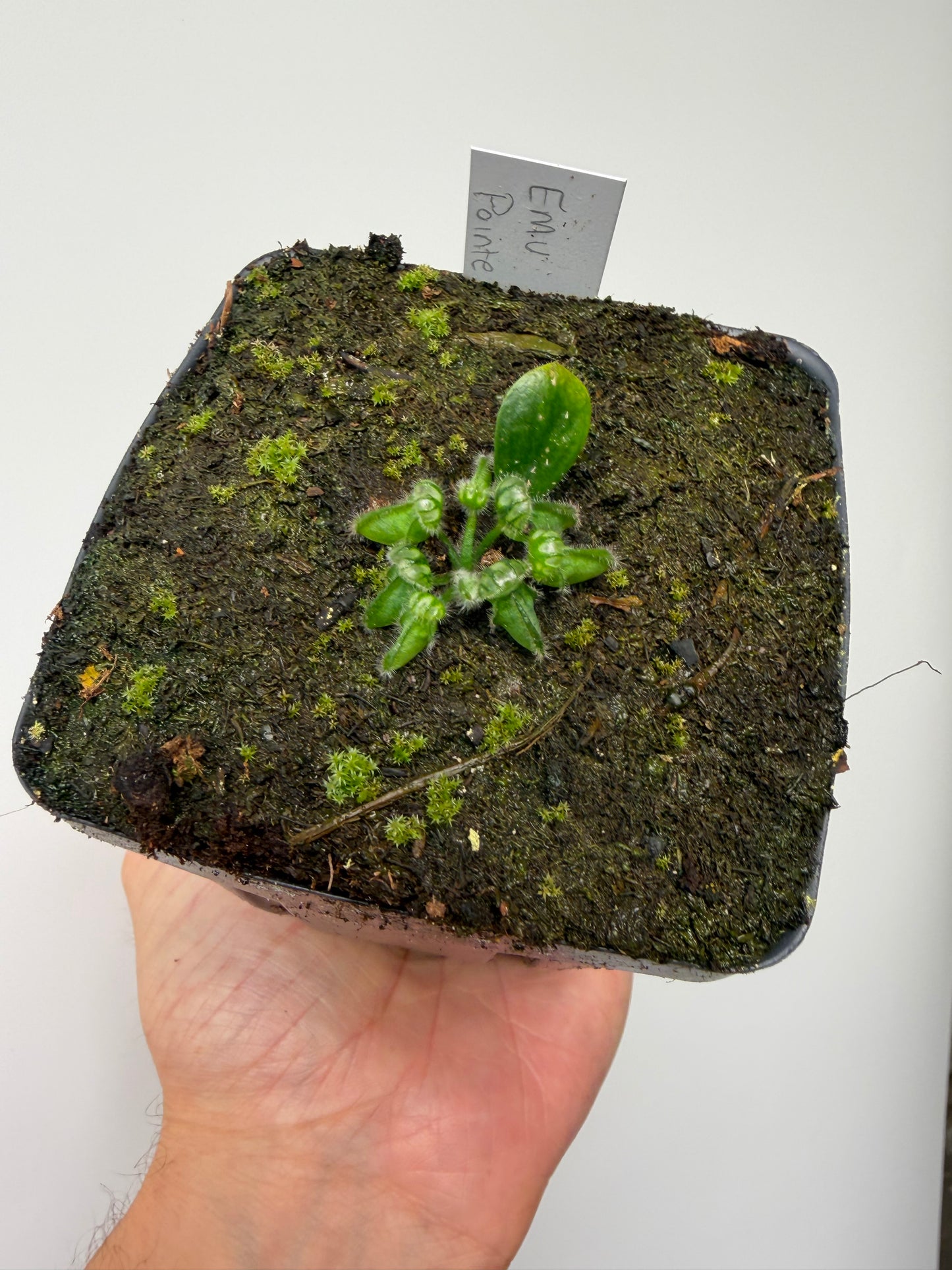 Cephalotus follicularis “Emu Pointe”
