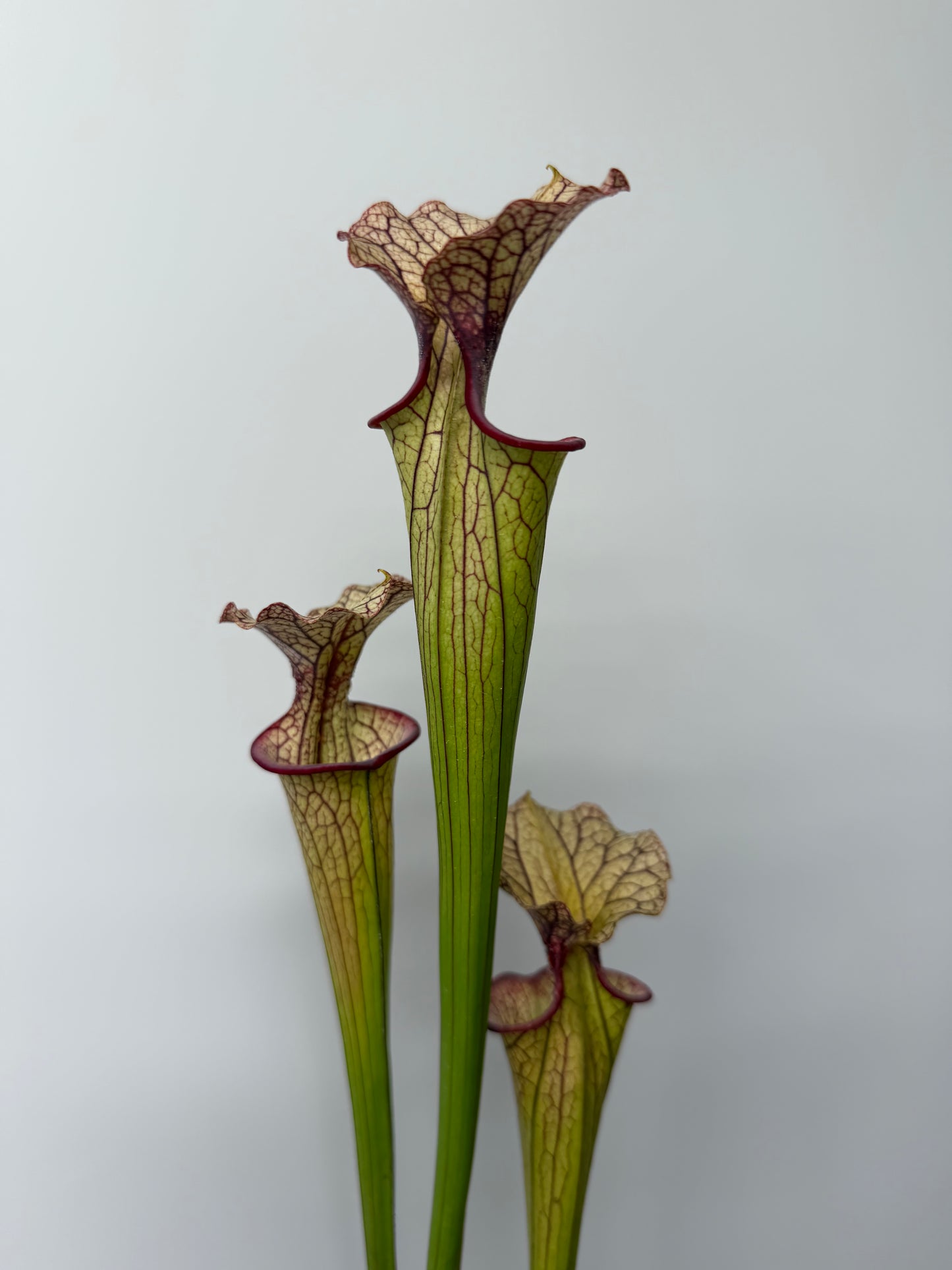Sarracenia flava var. rubricorpora x Strawberry Milkshake