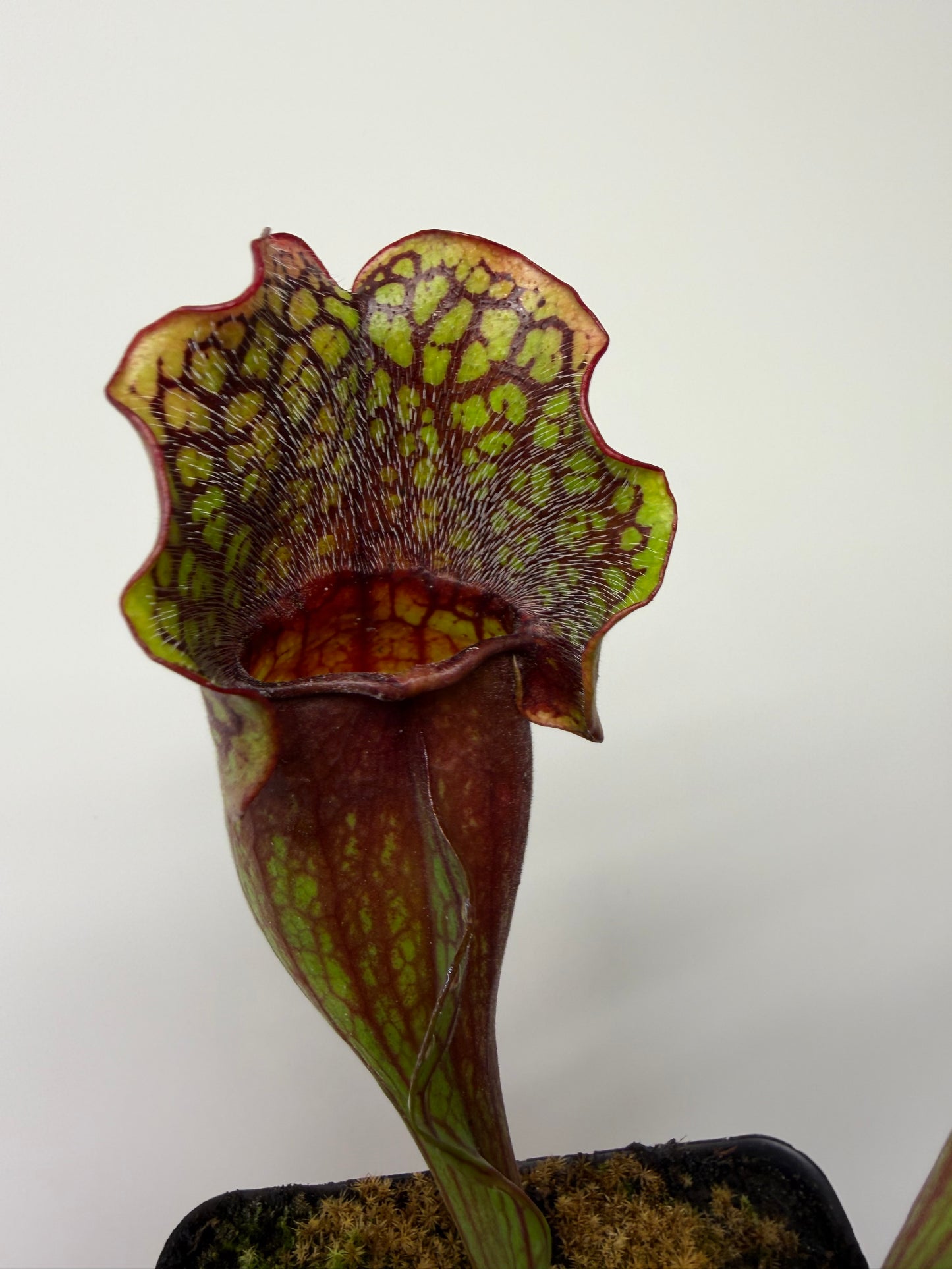 Sarracenia purpurea ssp. purpurea (Pike County, PA) - Seed Grown #16