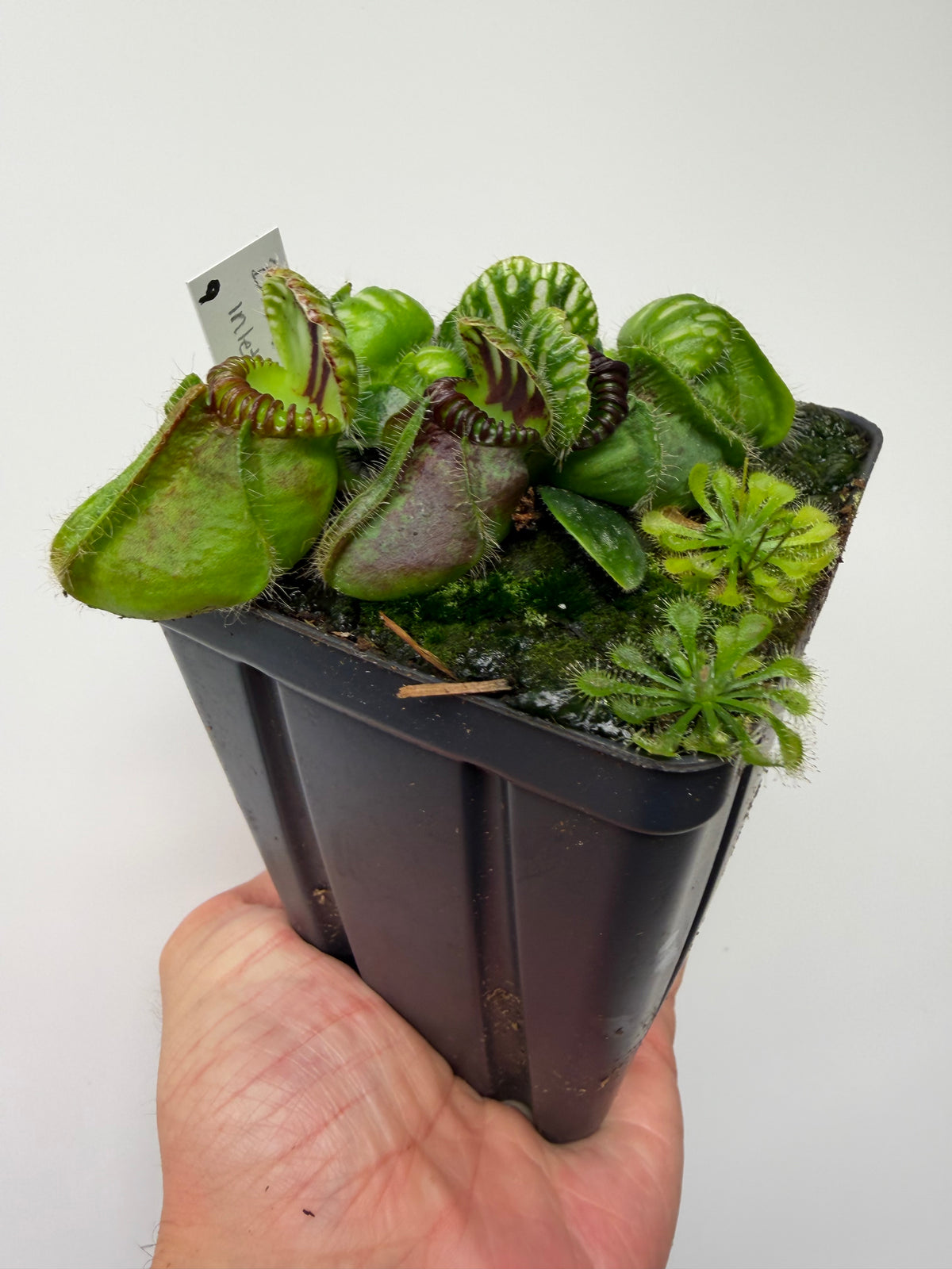 Cephalotus follicularis “Broke Inlet” (9)
