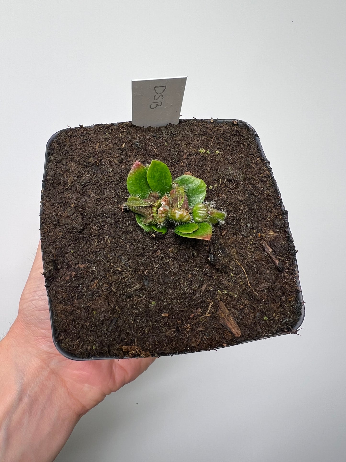 Cephalotus follicularis “David Švarc Black” - *Rare*