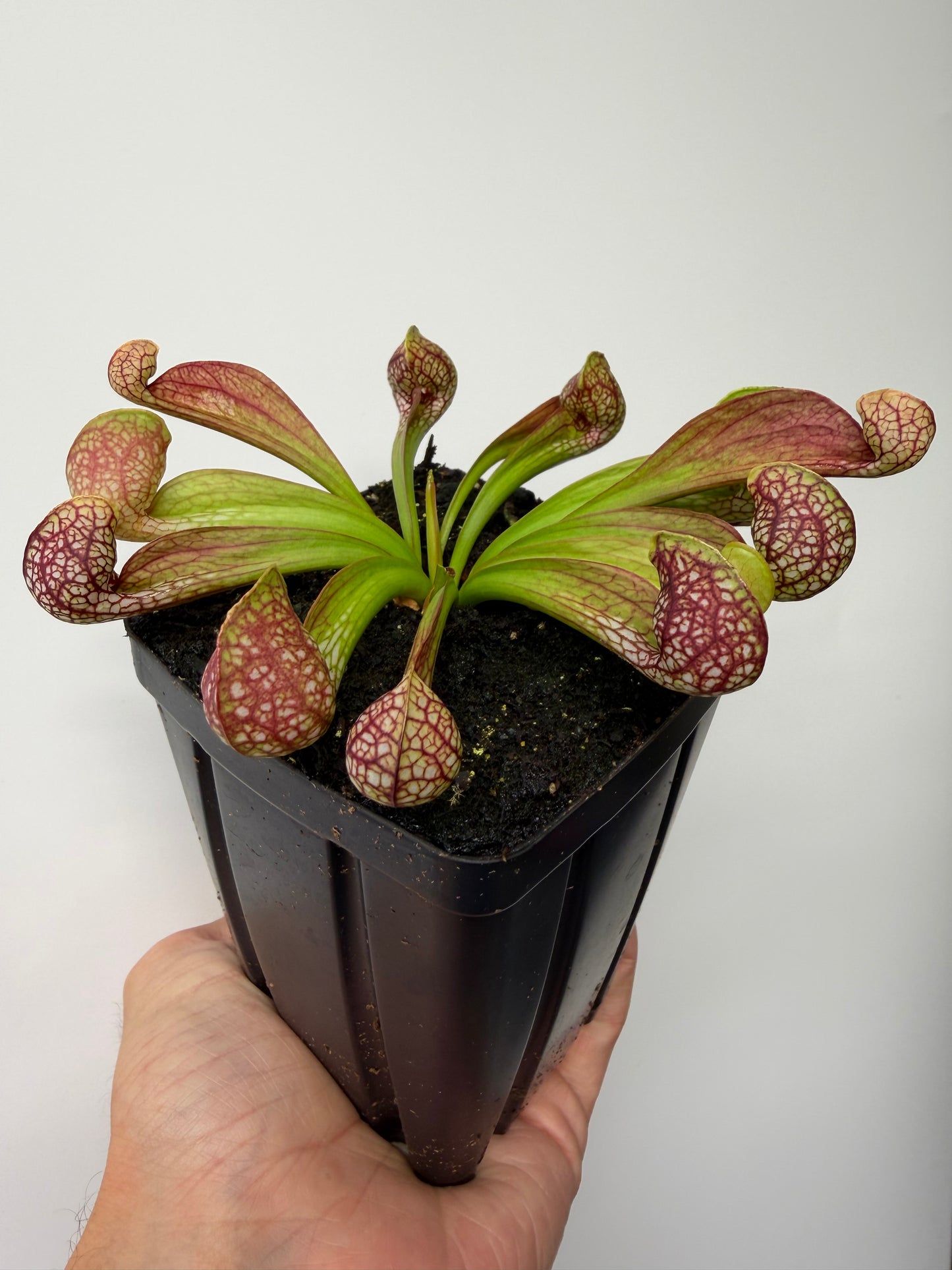Sarracenia psittacina - “Turkey Hen Creek” - Seed Grown (5)