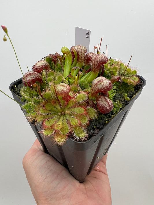 Darlingtonia californica (Cobra Pitcher Plant) - Seed Grown #153