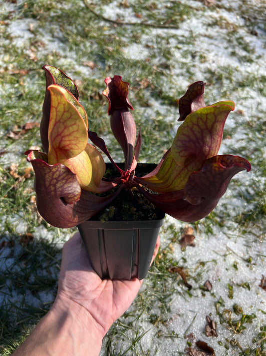 Sarracenia purpurea ssp. purpurea (Norfolk Co, MA) x (Bruce Co, Ontario Canada) - Seed Grown #23