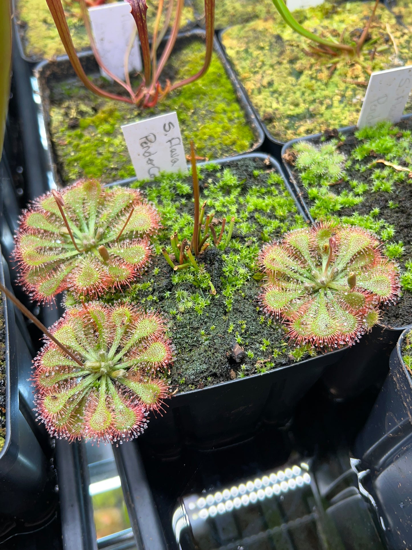 Drosera - Roundleaf Sundew, Single, Bare Root