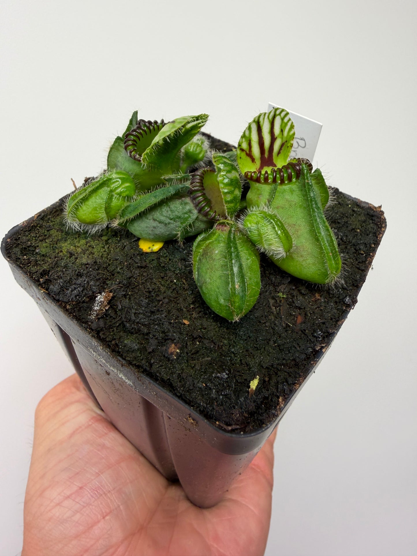 Cephalotus follicularis “Broke Inlet” (13)