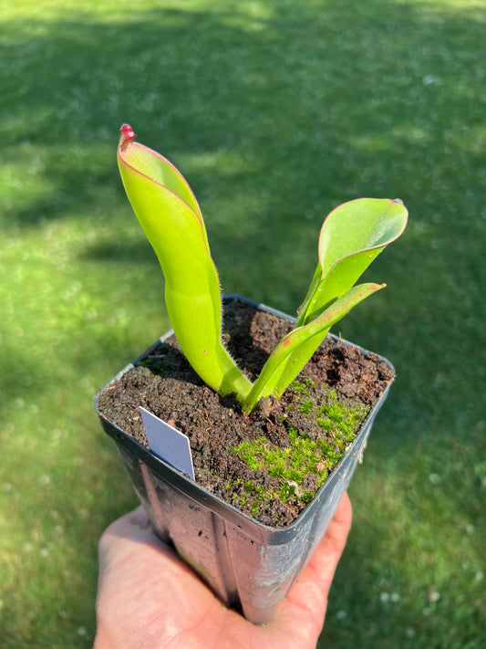 Heliamphora - No ID (lost tag)
