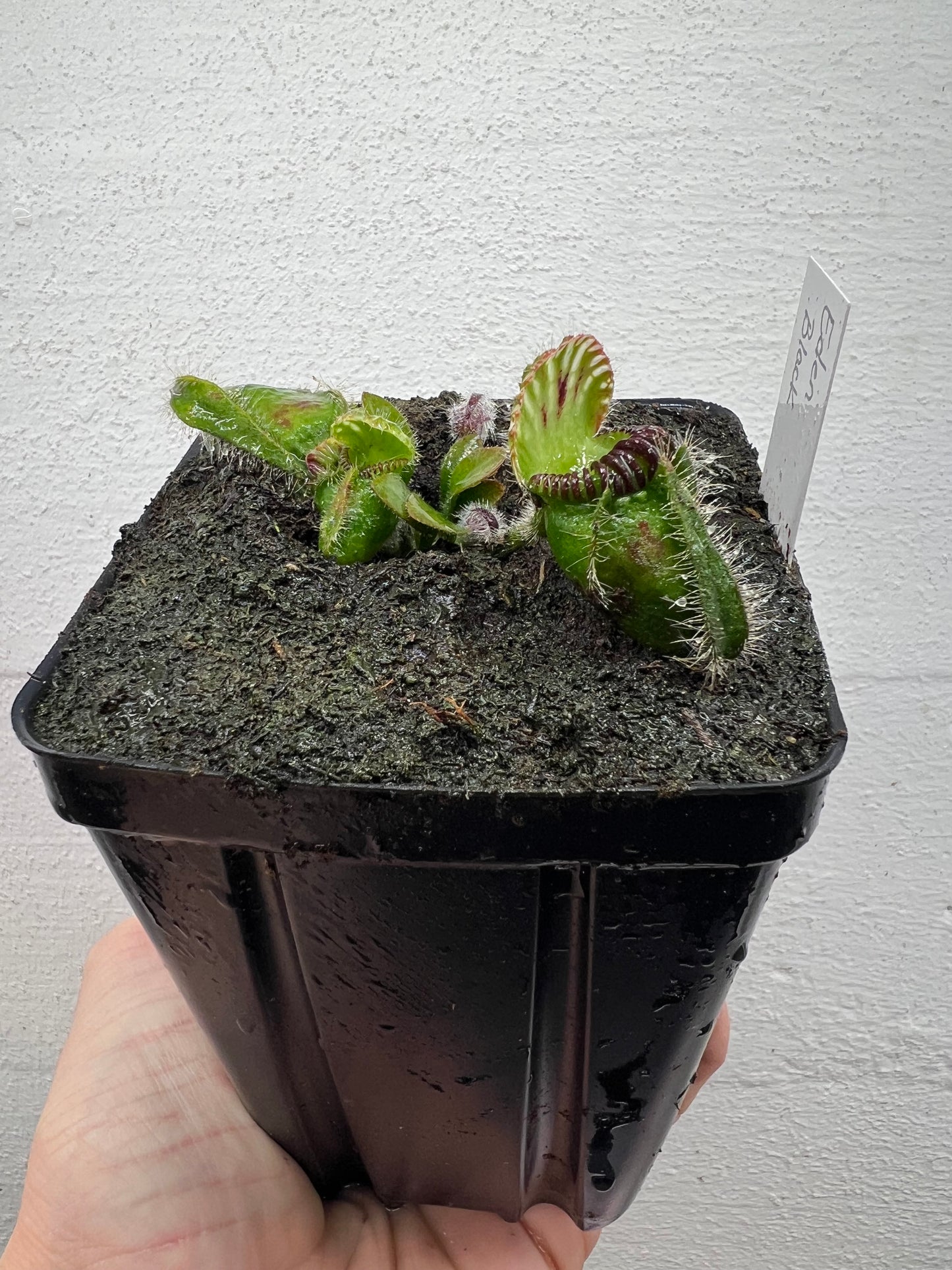 Cephalotus follicularis ‘Eden Black’ - *Rare*