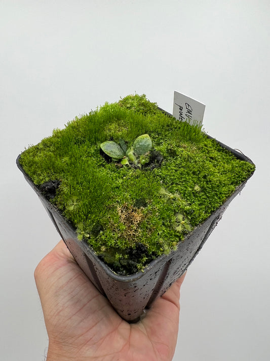 Cephalotus follicularis “Emu Pointe”